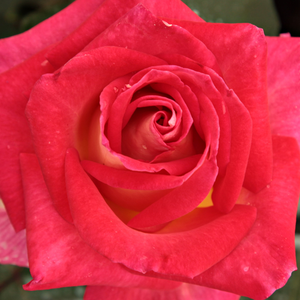 Kупить В Интернет-Магазине - Poзa Мадьярок Надьассонья - желто -розовая - Чайно-гибридные розы - роза с тонким запахом - Марк Гергей - 0